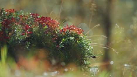 tiny blueberry shrubs in the colorful autumn tundra undergrowth