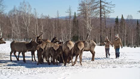 feeding deer in the forest