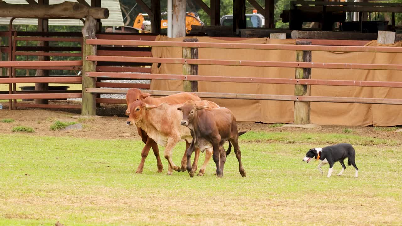 Cattle dog skillfully herds two cows in grassy paddock under soft natural daylight, steady camera