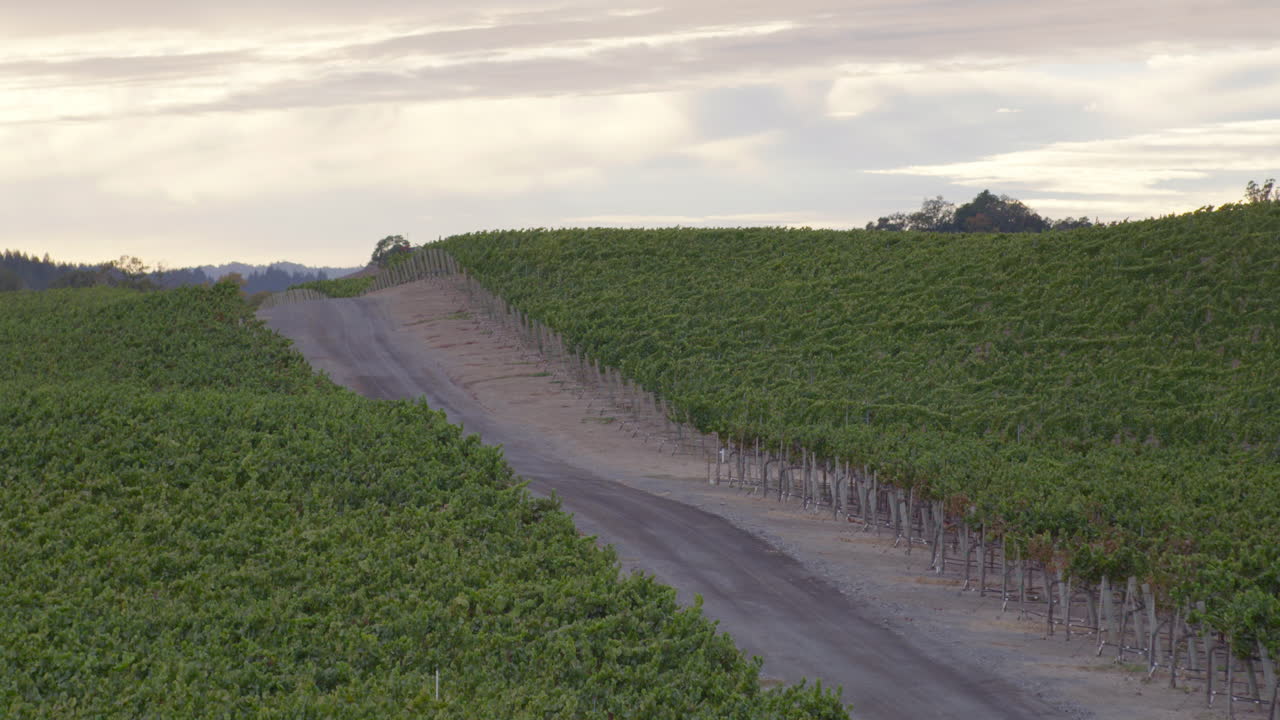Scenic Vineyard Landscape with Road