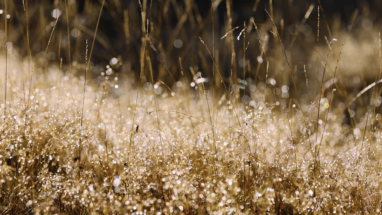 Delicate erbe selvatiche dorate ondeggiano dolcemente nella brezza, illuminate da una calda luce solare naturale con un effetto bokeh sognante e una profondità di campo ridotta.