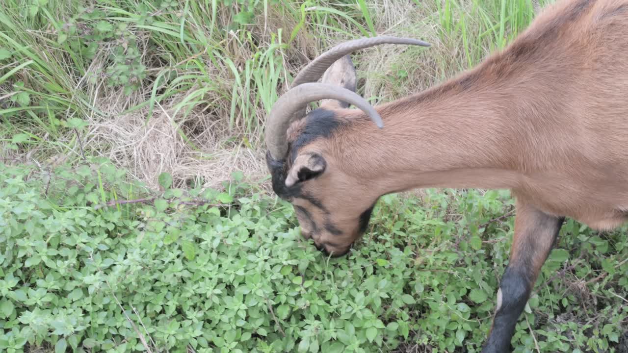 큰  을 가진 갈색 과 검은색 염소 가 초록색 풀 을 잡고 있는 클로즈업