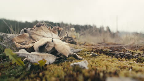 Dead-leaf-on-top-of-mossy-field-in-a-valley-surrounded-by-tall-grass-and-pine-trees-in-the-distance