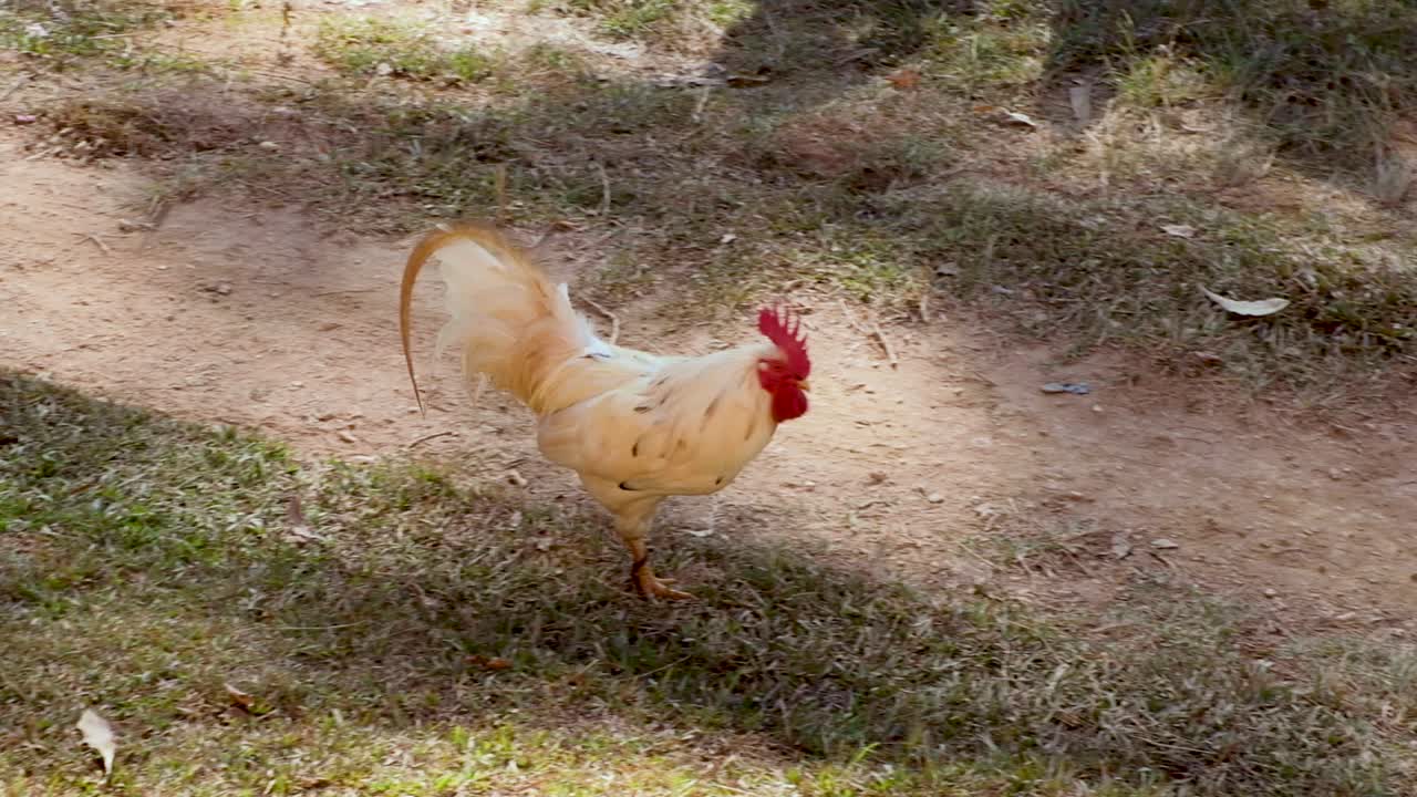 un pollo de gallo blanco caminando por un camino de tierra en el campo rural en una isla tropical