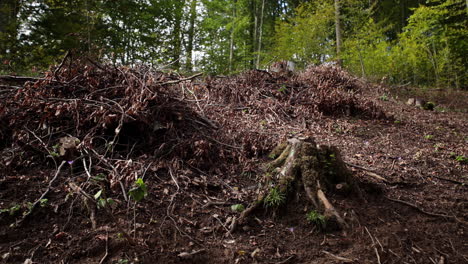 Geschnittener-Baumabschnitt---Umgestürzter-Wald-23