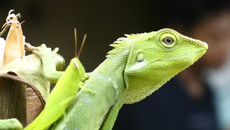 green chameleon head hd videos