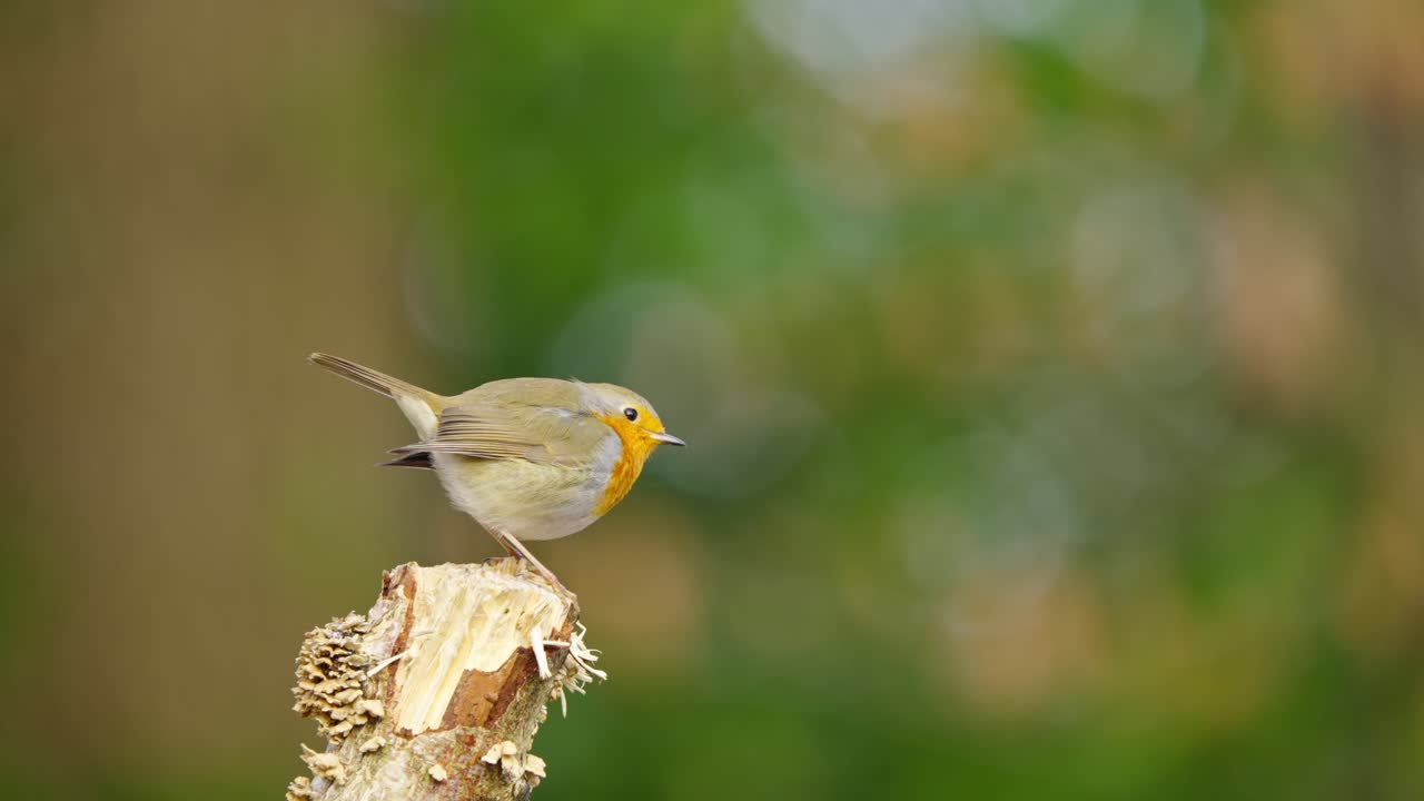 Rouge-gorge familier perché sur une branche moussue, tons chauds en arrière-plan.