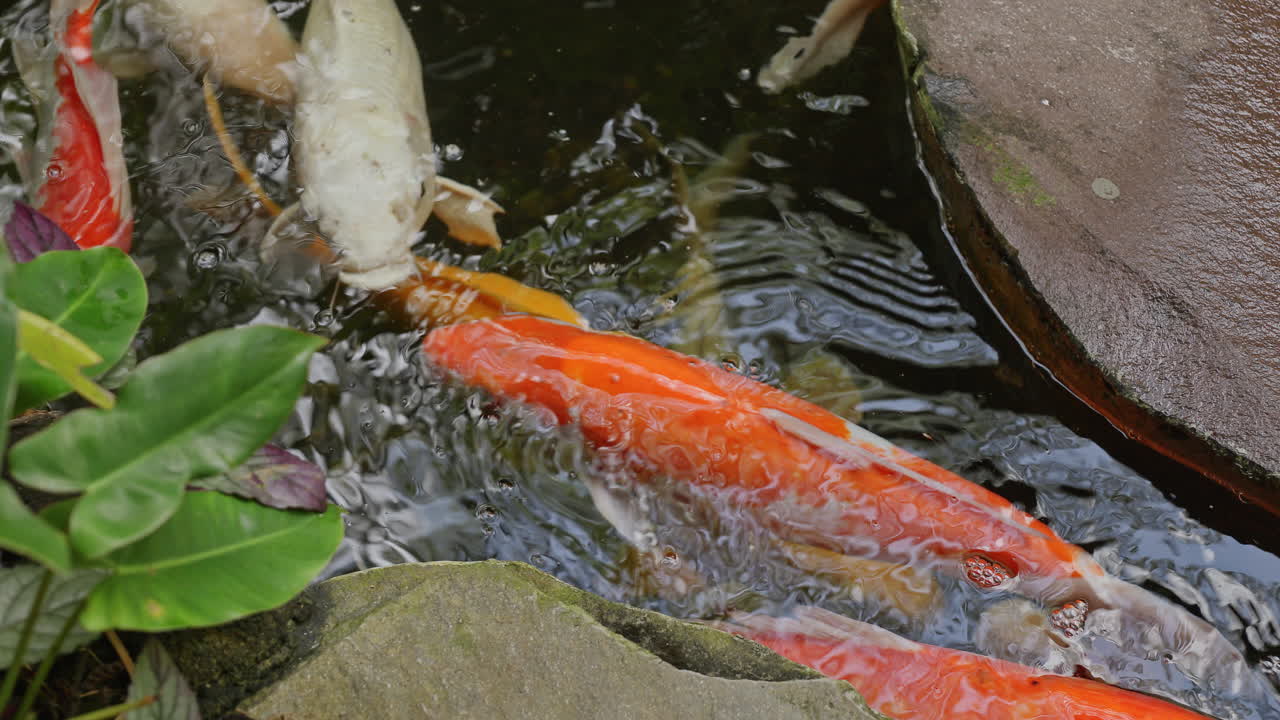 Koi carp in a pond in a tropical garden in bali