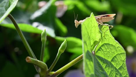 Gesehen,-Wie-Sie-Sich-über-Ein-Blatt-In-Richtung-Von-Blumenzwiebeln-Bewegen,-Die-Vor-Und-Zurück-Schaukeln,-Während-Schatten-Fallen,-Verursacht-Durch-Das-Morgendliche-Warme-Sonnenlicht,-Juwelenbesetzte-Blumengottesanbeterin,-Creobroter-Gemmatus,-Thailand