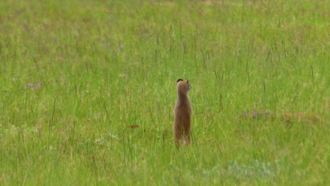 Suricata-De-Pie-Mirando-Alrededor-Hd-30fps