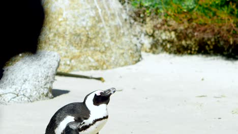 mujer tomando fotos de pingüino con teléfono móvil 4k