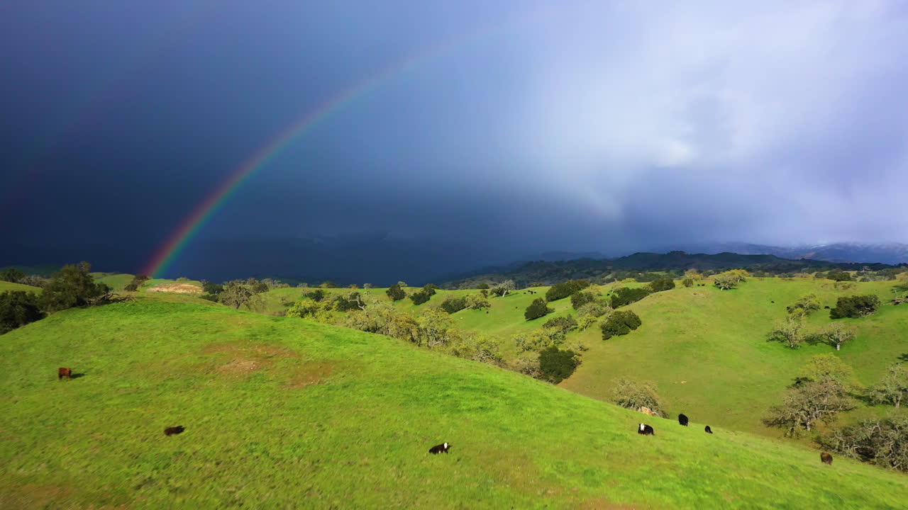 ganado pastando con doble arco iris y tormenta sobre montañas tiro de drones