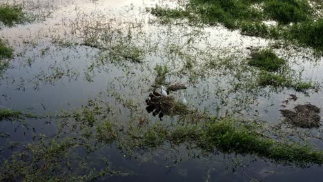 Toma-Aérea-De-Un-Pequeño-Grupo-De-Garcetas-Descansando-En-Pantanos-Naturales-En-El-Embalse-Artificial-De-Guarapiranga-En-La-Parte-Sur-De-São-Paulo,-Brasil,-Con-Aguas-Poco-Profundas-Que-Reflejan-El-Sol