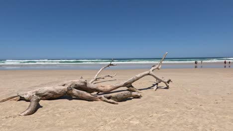 steady view of driftwood on a tranquil beach