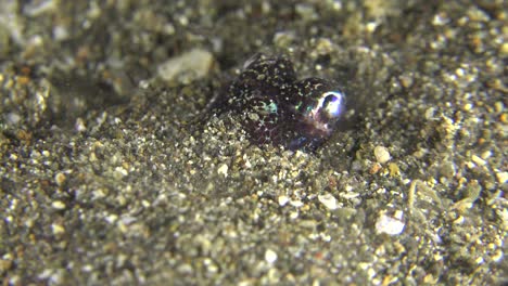 bobtail-tintenfisch gräbt ein loch und versteckt sich nachts im sand