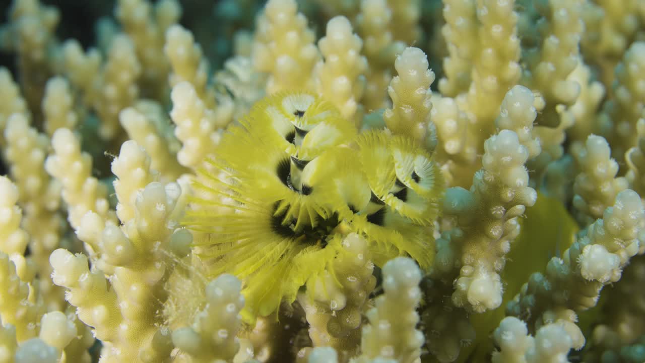 A mesmerizing close-up of a bright yellow Christmas Tree Worm nestled among coral branches. Exploring their delicate and intricate world reveals the breathtaking beauty of underwater life.