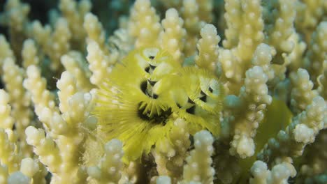 a mesmerizing close-up of a bright yellow christmas tree worm nestled among coral branches. exploring their delicate and intricate world reveals the breathtaking beauty of underwater life.