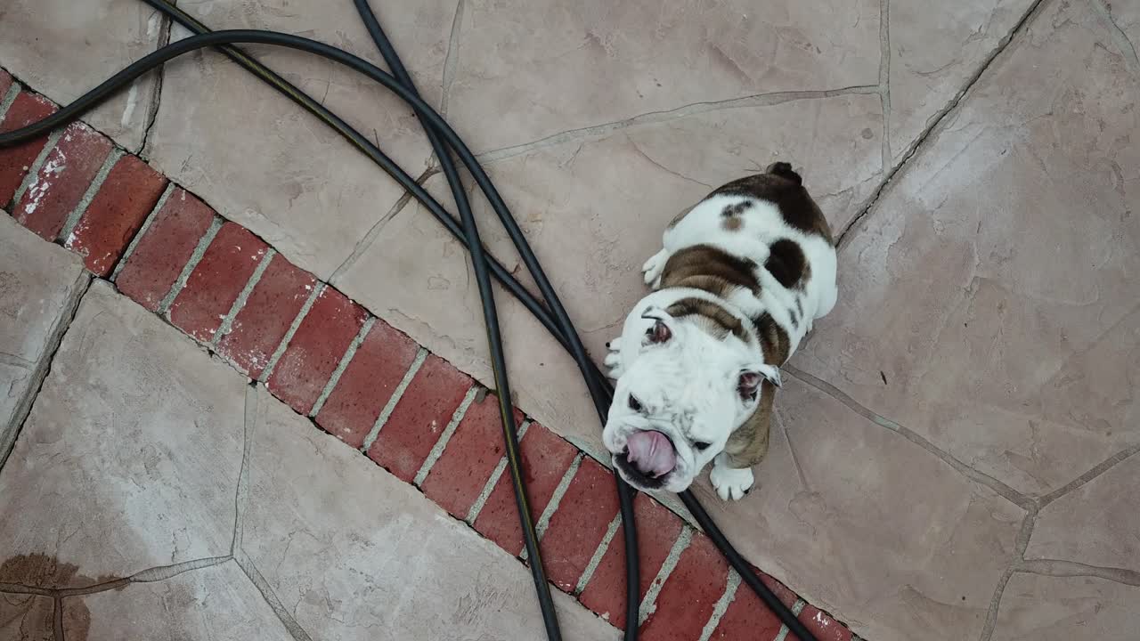 4k hd를 재생하는 행복한 불독