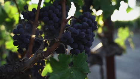 giant ripe wine purple grapes