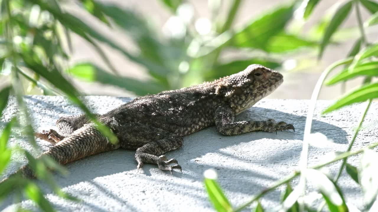 Large scaly African Agama lizard warming up in the sun light on a wall with foliage around