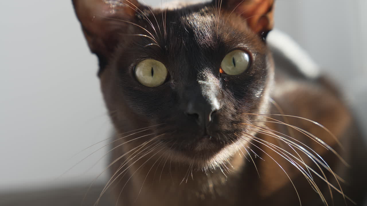 Simpatico gatto curioso in casa. Un bellissimo gatto marrone è sdraiato sul pavimento in casa e guarda la fotocamera