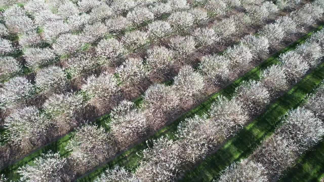 Ogni primavera, a metà maggio, i frutteti di ciliegi nella contea di Door, Wisconsin, sono in piena fioritura-1.