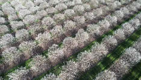 cada primavera, a mediados de mayo, los huertos de cerezos en door county, wisconsin, están en plena floración-1