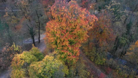 Munich-Autumn-trees-in-the-english-garden-with-a-drone-in-the-afternoon-and-evening-at-4k-24fps