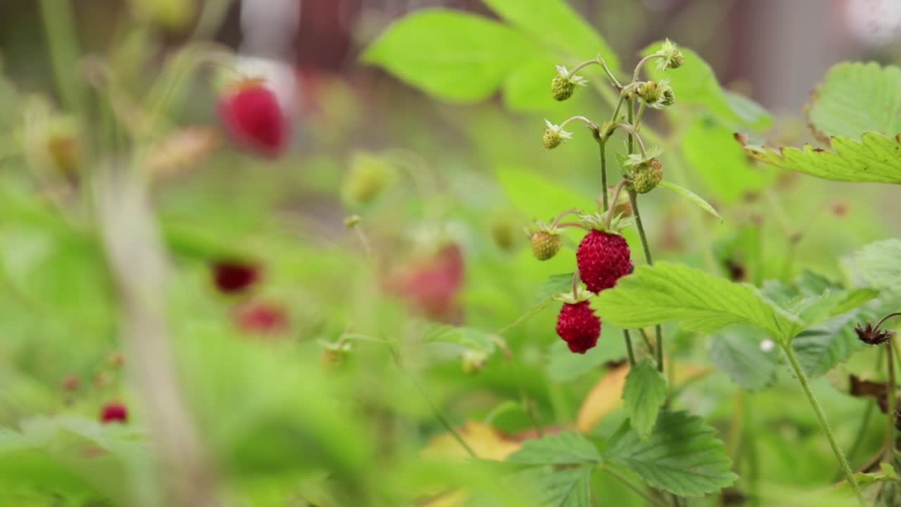 스웨덴의 야생 딸기 클로즈업