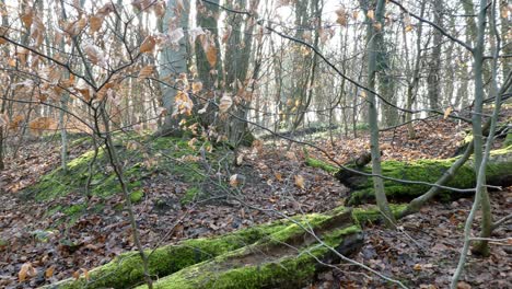 Langsamer-Dolly-Links-über-Bemoosten-Waldwald-Baumstämme---Herbstlaubboden.