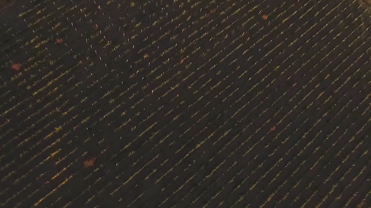 Aerial View of a Vineyard