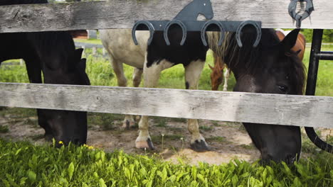 group of beautiful horses chewing on grass in a stable