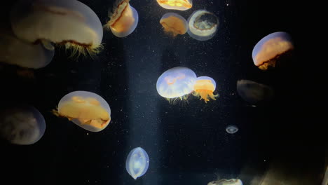 jellyfish - aurelia limbata - at kamon aquarium, japan