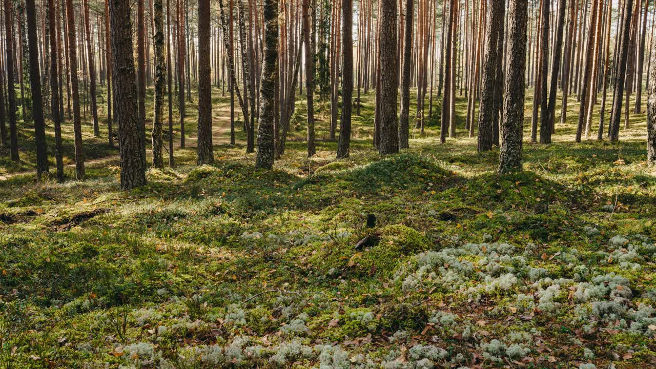 musgo en un bosque claro