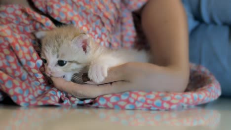 kitten in a woman's embrace