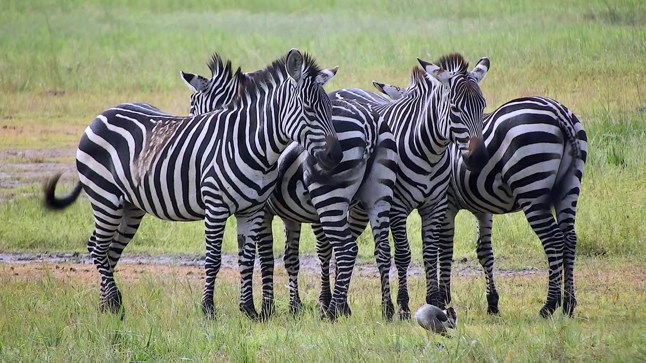 Gruppo di zebre in piedi insieme in un campo erboso