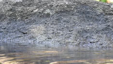 Black-crested-Bulbuls,Streaked-eared-Bulbul,Stripe-throated-Bulbul,-bathing-in-the-forest-during-a-hot-day,-Pycnonotus-flaviventris,Pycnonotus-conradi,Pycnonotus-finlaysoni,-in-Slow-Motion