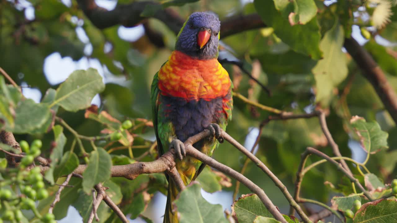 Colorful rainbow lorikeet perched on a gumtree branch in Australia