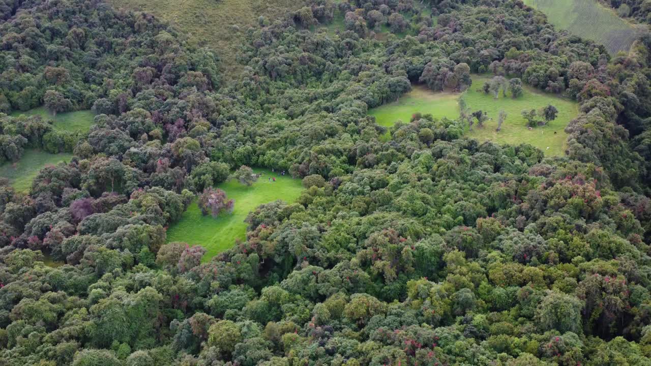 bosque exuberante desde los cielos: vegetación virgen en los andes ecuatorianos
