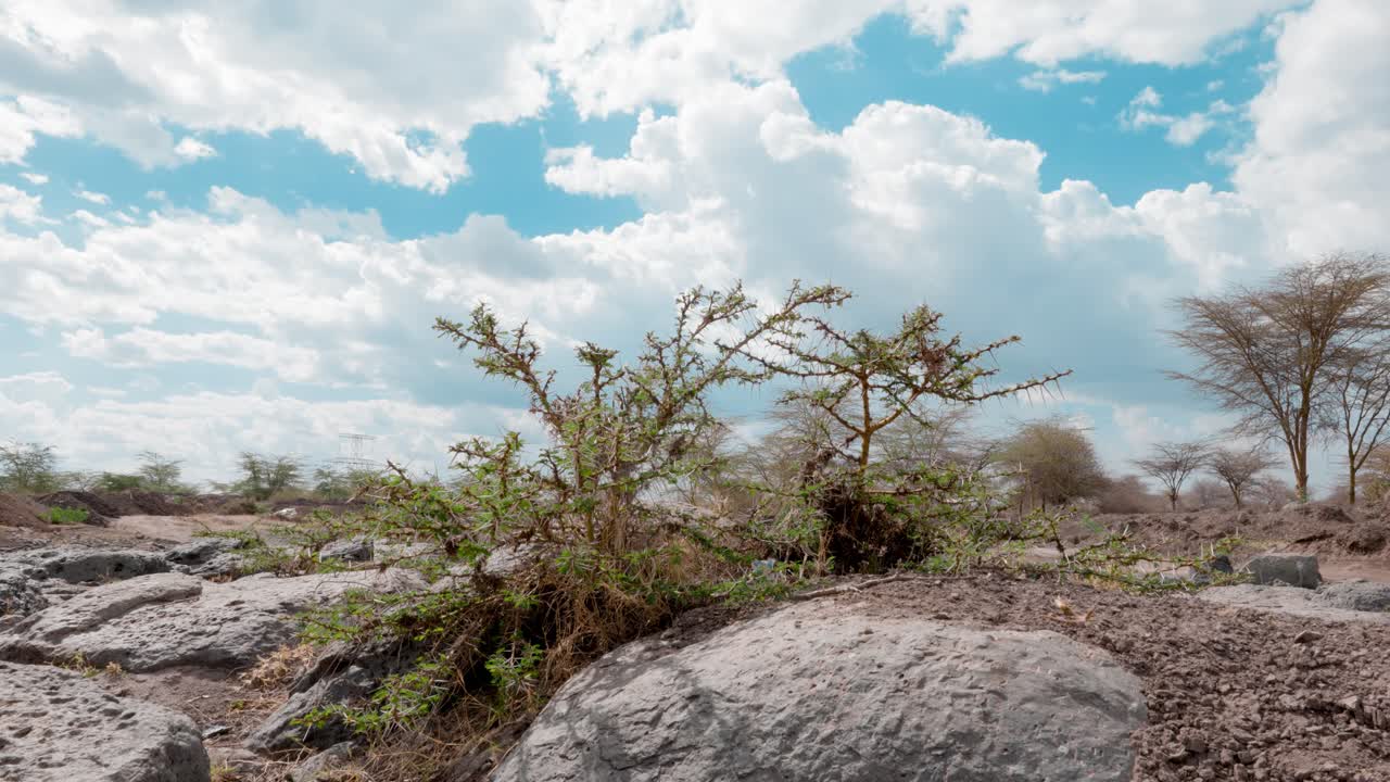 밝은 푸른 하늘 아래 뜨거운 사바나에 있는 바위와 가시가 많은 식물의 클로즈업 샷