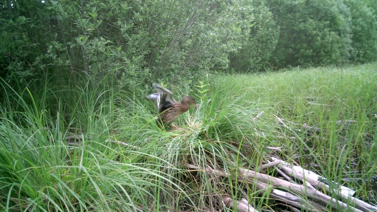 Young Wild ducks (Anas platyrhynchos) alerted and flee into the water