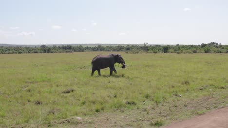 Drohnenvideo-Eines-Einsamen-Elefanten,-Der-Im-Masai-Mara-Nationalpark,-Kenia,-Weidet