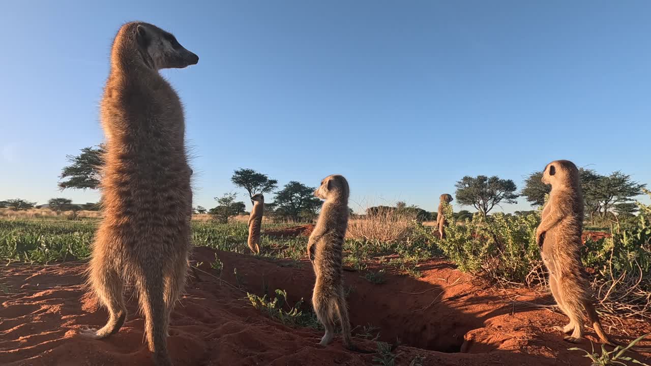 perspectiva a nivel del suelo muy cercana de los suricatas de pie en su madriguera en el sur de kalahari