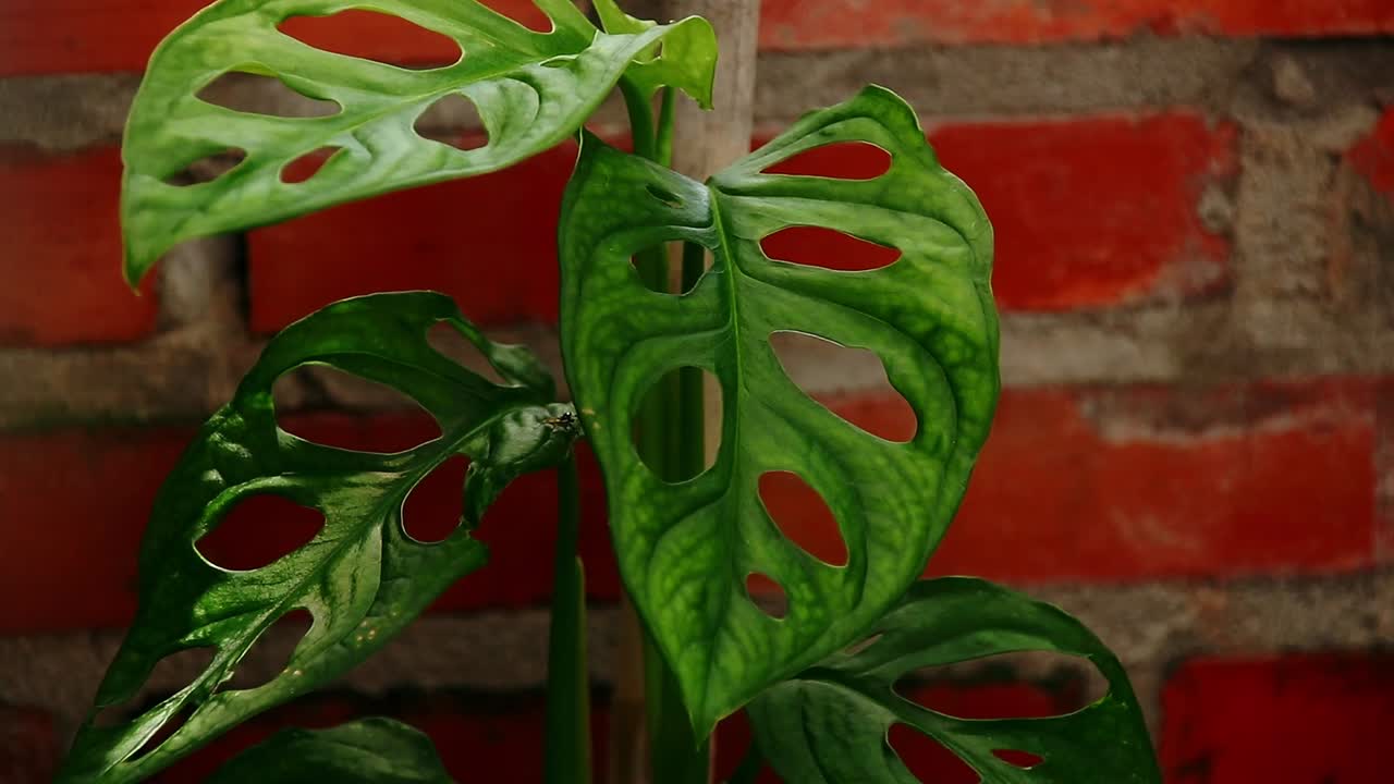 몬스테라 아단소니 (monstera adansonii) 또는 스위스 치즈 식물이 벽돌 벽에 맞춰 바람에 흔들리고 있으며, 가정 정원 가꾸기와 솔직한 느린 생활을 보여줍니다.
