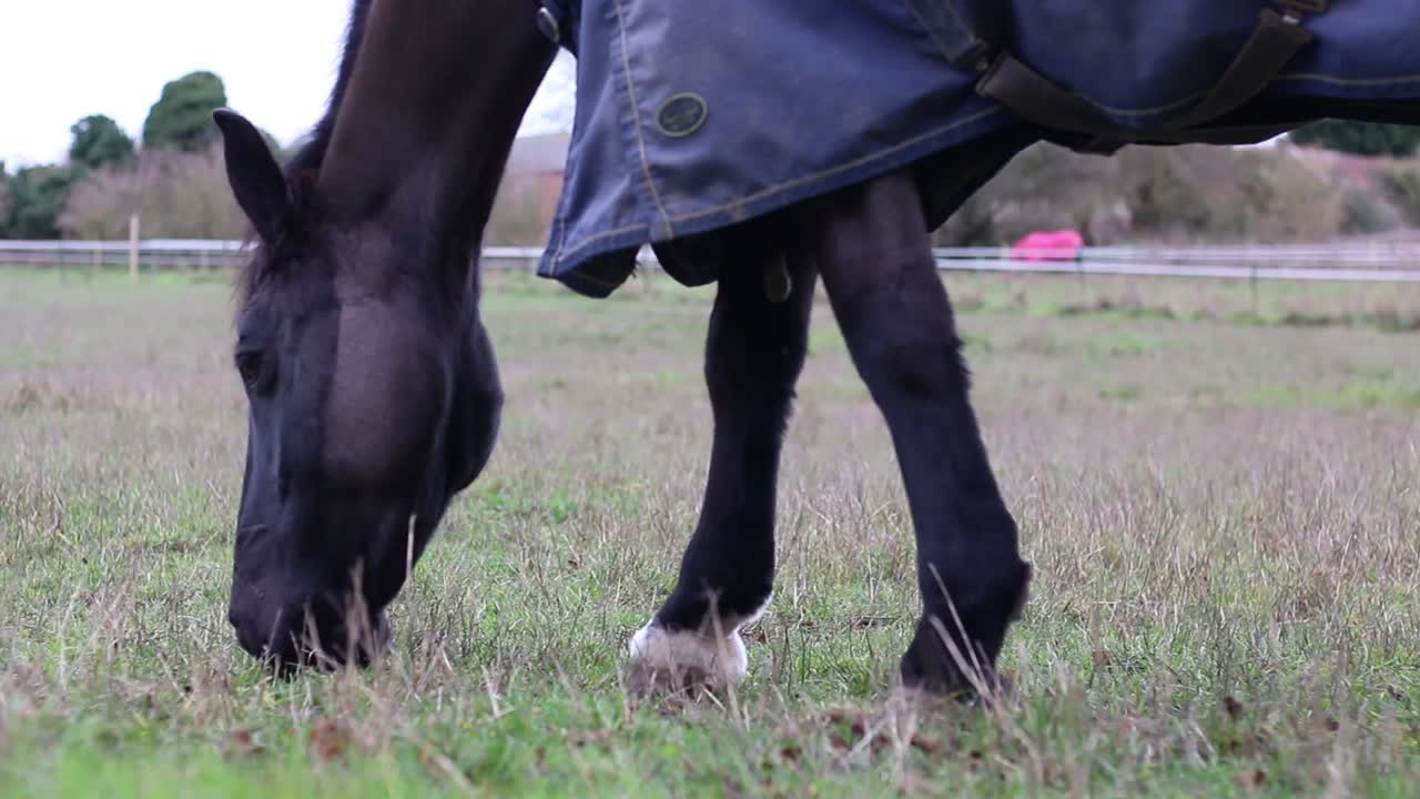 un hermoso caballo comiendo hierba fresca en un frío día de invierno-1