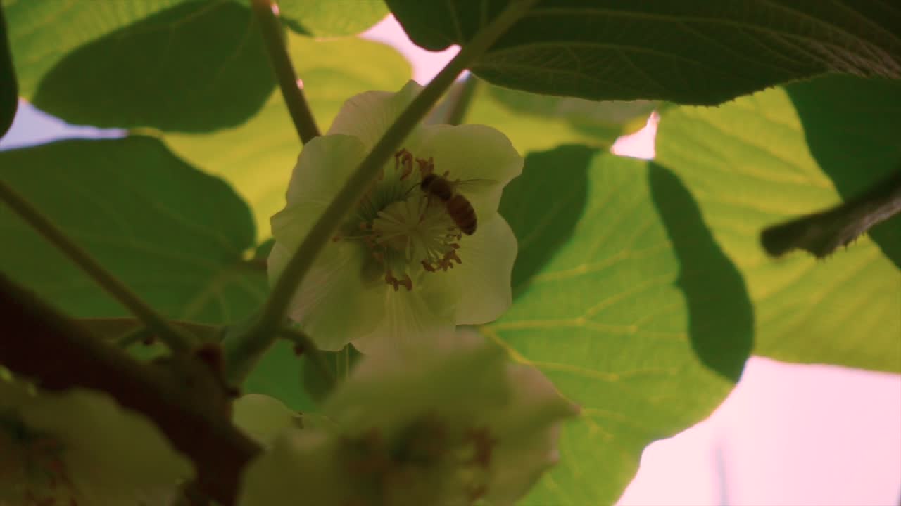 Ape al rallentatore che raccoglie il polline da un fiore bianco alla luce del sole