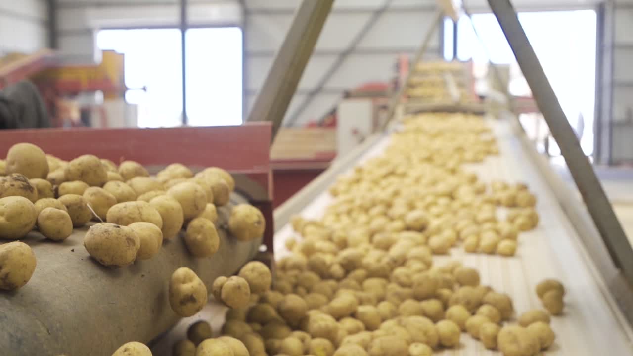 Table potatoes in slow motion on conveyor belt.