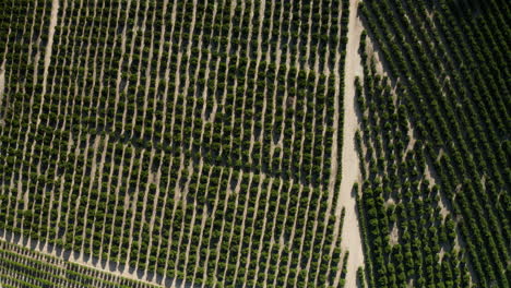 antena: metraje de drones de árboles de cítricos cederberg