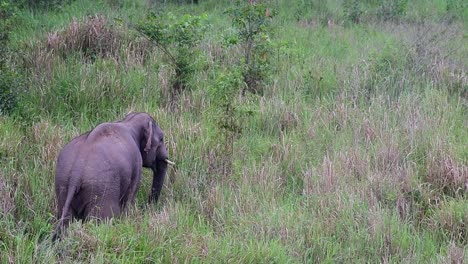 indian elephant, elephas maximus indicus, thailand