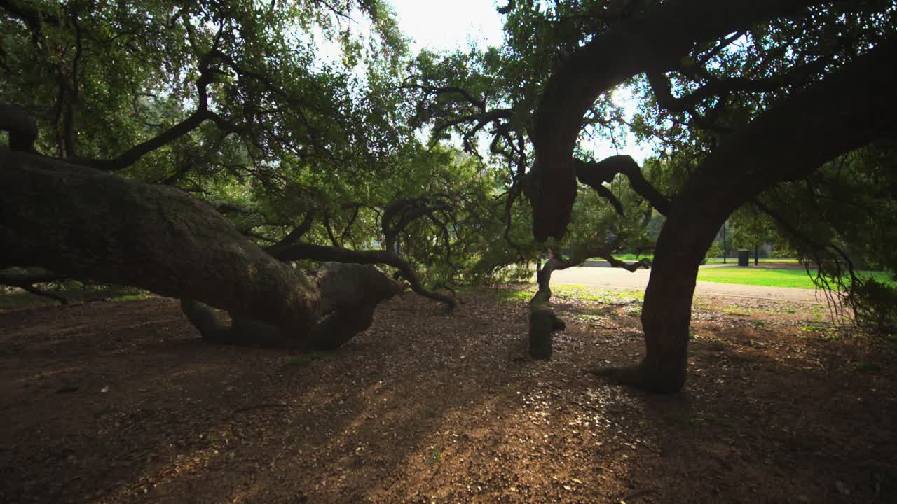 Large, Majestic Oak Trees in a Park
